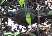 bird
