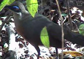 bird