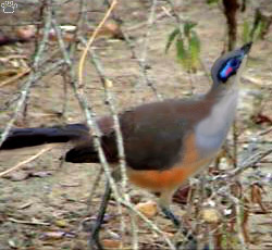 bird