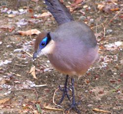 bird