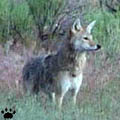 coyote