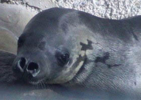 seal