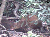 agouti