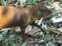 agouti