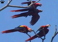 macaw