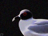 gull