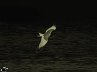 gull