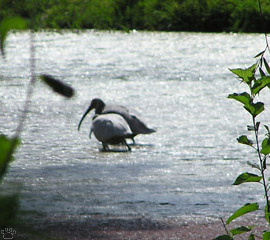 ibis