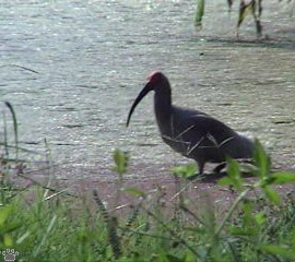 ibis