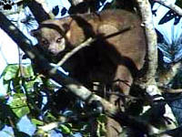 kinkajou