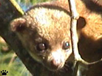 kinkajou