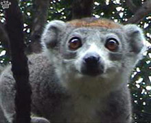 lemur