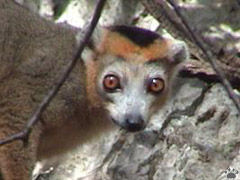 lemur