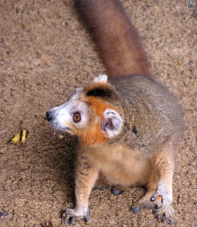 lemur