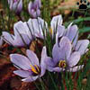 crocus