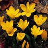 crocus