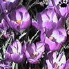 crocus