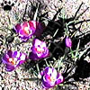 crocus