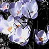 crocus