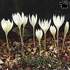 crocus