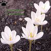 crocus