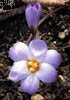 crocus