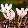 crocus