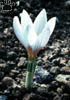 crocus