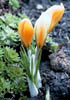 crocus