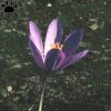 crocus