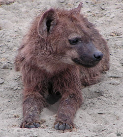 hyena