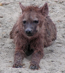 hyena