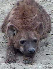 hyena