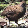 quail