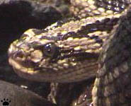 snake