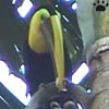 toucan