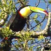 toucan