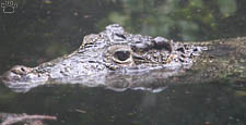 croc