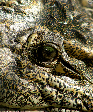 croc