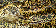 croc