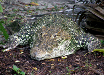 croc
