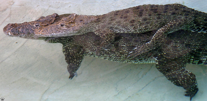 croc
