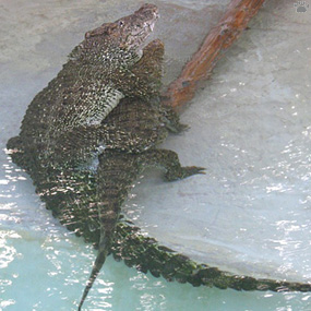 croc