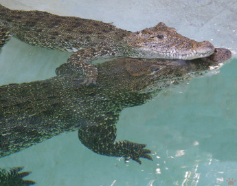 croc