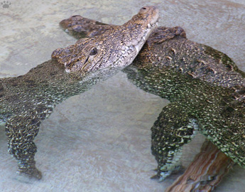 croc