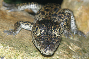 croc