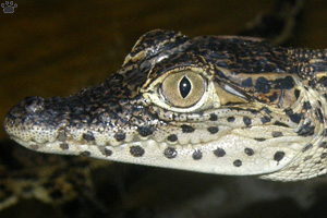 croc