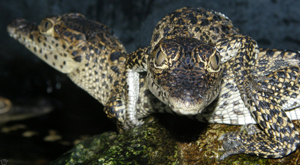 croc
