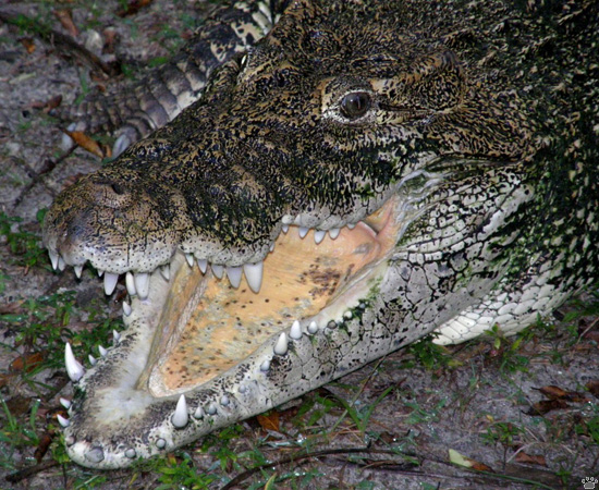 croc