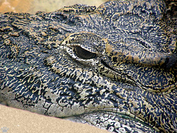 croc